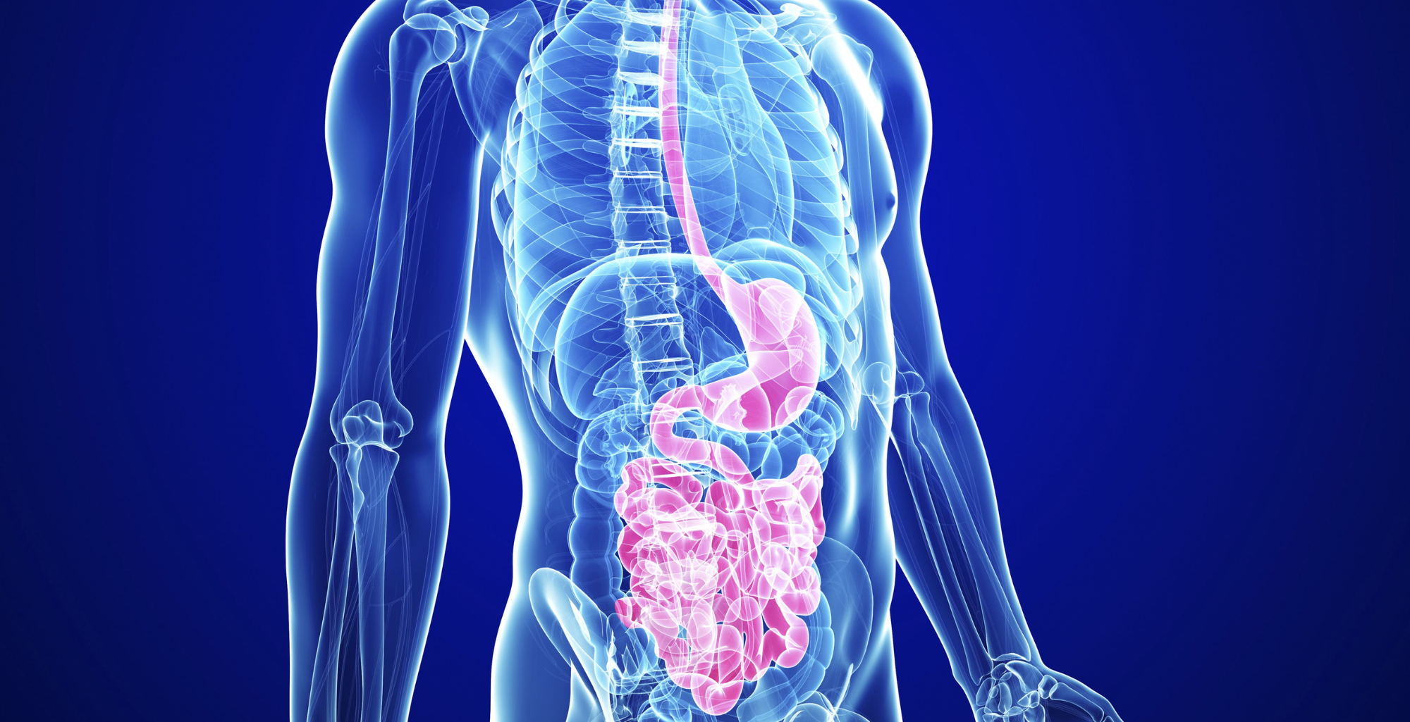 TVI Blog Image Gastrointestinal1